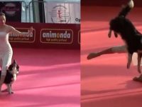 perro baila video
