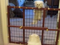 gatito persa cara de muñeca