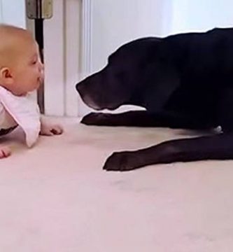 bebe gatea primera vez perro labrador