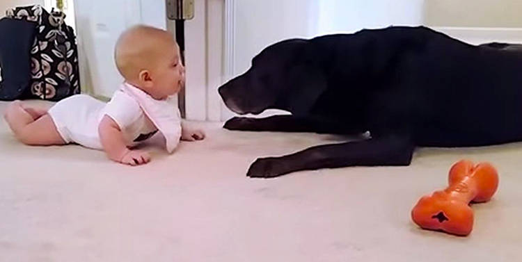 bebe gatea primera vez perro labrador