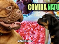 comida casera para perros
