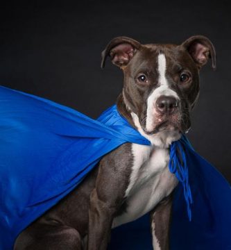 fotos perros abandonados retratos