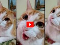 gato canta con dueño si voce esta contente