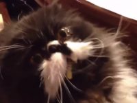 gato reacciona al helado video