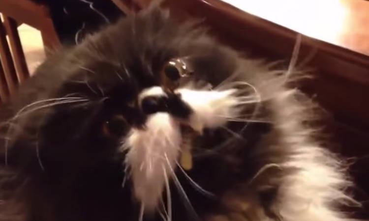 gato reacciona al helado video