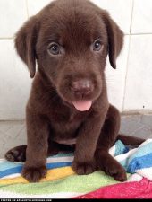 Labrador Chocolate