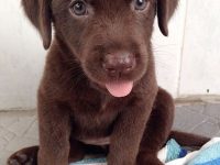 cachorro labrador chocolate