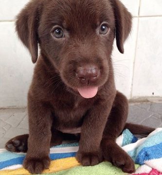cachorro labrador chocolate