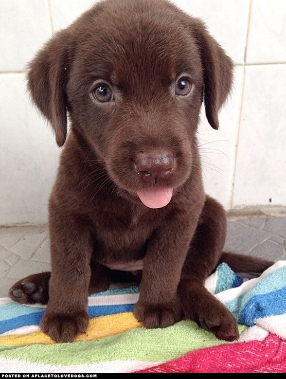 cachorro labrador chocolate