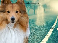 los perros ven fantasmas