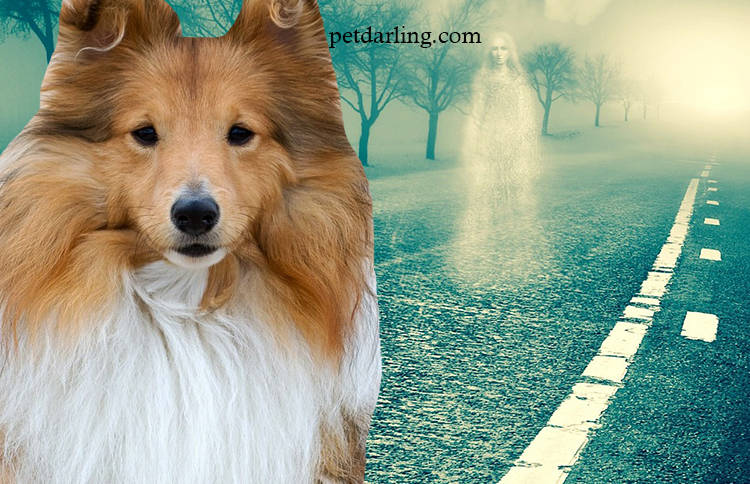 los perros ven fantasmas