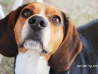 mi perro murio de parvovirus cuando puedo tener otro