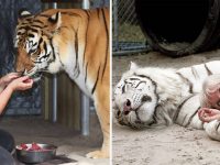 mujer que vive con tigres