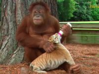 video orangutan amigo tigres bebé