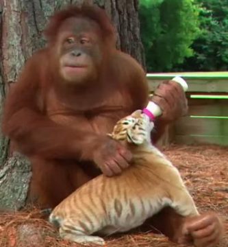 video orangutan amigo tigres bebé