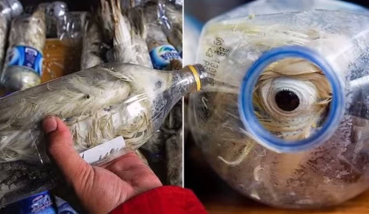 animales en botellas contrabando