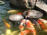 pato da de comer a peces