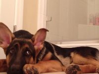 perro canta con su dueño video