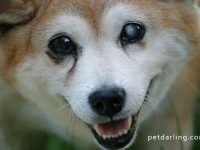 perro ciego azucar