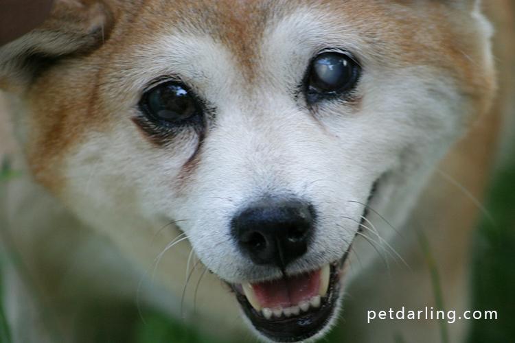 perro ciego azucar