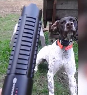 perro pointer persigue laser