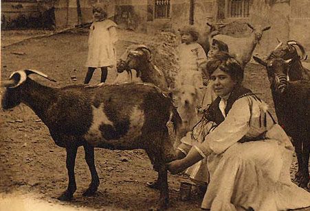 foto perro de agua español antiguo