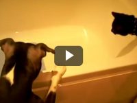 perro empuja gato agua bañera