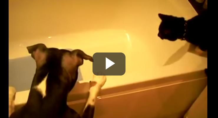perro empuja gato agua bañera