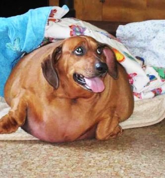 perro gordo adelgaza 20 kilos