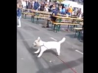 perro sordo baila musica rock