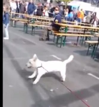 perro sordo baila musica rock