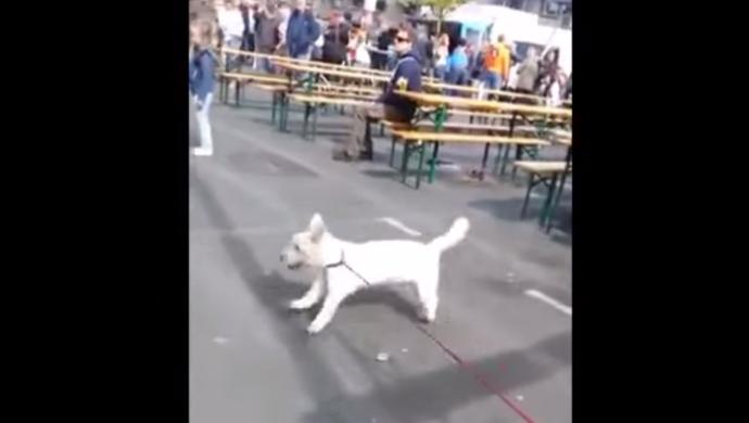 perro sordo baila musica rock