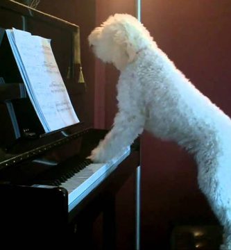 perro toca el piano y canta