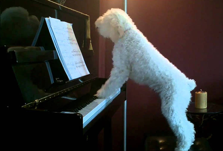 perro toca el piano y canta