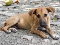 perro vacunado enfermarse parvovirus