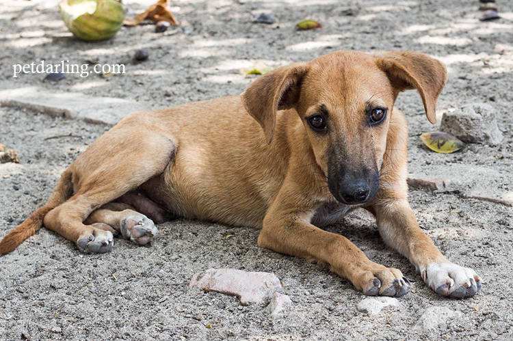 perro vacunado enfermarse parvovirus