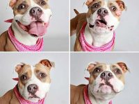 fotografias perros buscan hogar