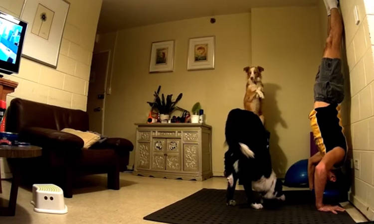perros hacen yoga video