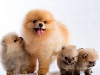 pomerania