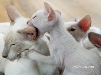 mi gatito muerde mucho