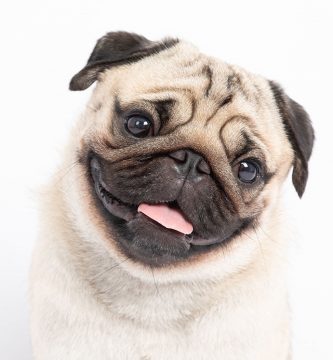 carlino pug