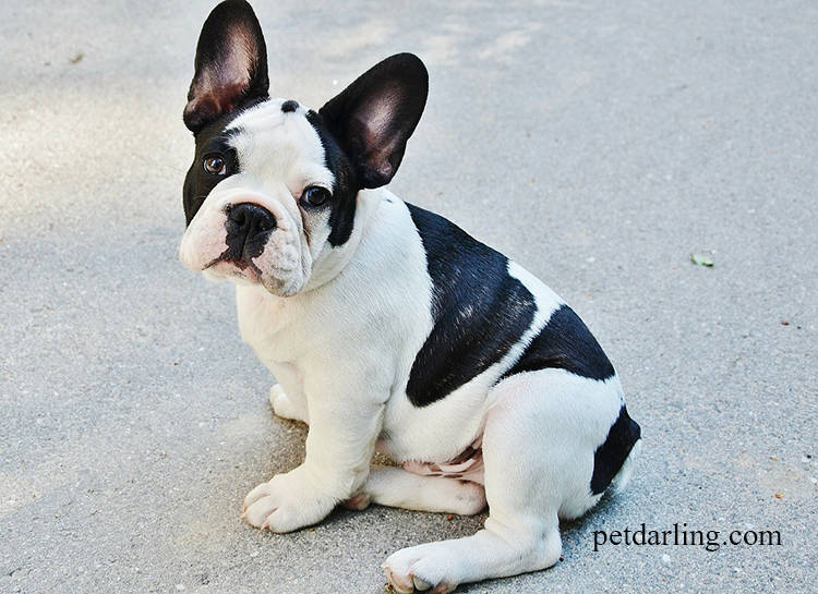 razas de perros de pelo corto