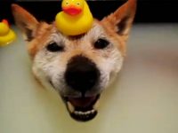 perro baño pato de goma