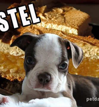 torta de zanahoria para perros