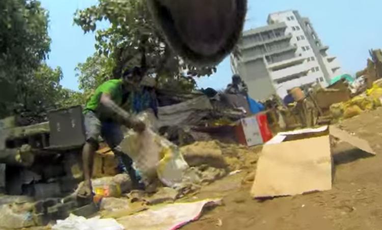 perro abandonado como es su vida