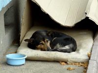 3 minutos vida perro callejero
