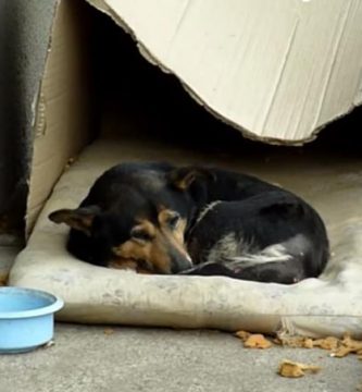 3 minutos vida perro callejero