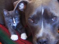 video perro pitbull amigo gato