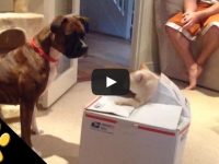 videos de gatos graciosos