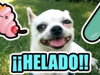 hacer helados para perros